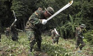 Militares y policías participan de la destrucción de plantaciones de coca