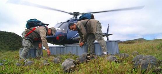 Guardaparques devuelven galápagos a su hábitat natural de la isla Santiago