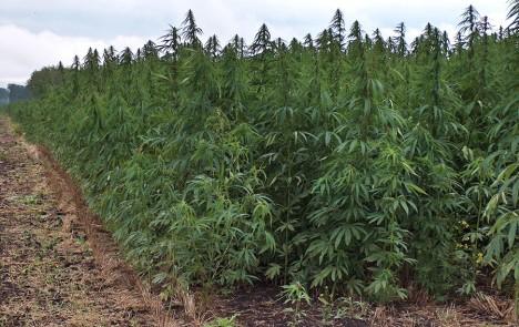 Una plantacion industrial de marihuana