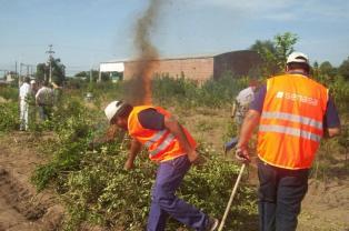 Senasa destruyó y quemó 20 mil plantines de dos viveros en Tucumán