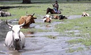 Miles de cabezas se perdieron por las inundaciones