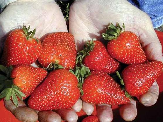 Tucumán en tercer lugar por producción de frutilla