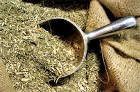 Yerba mate