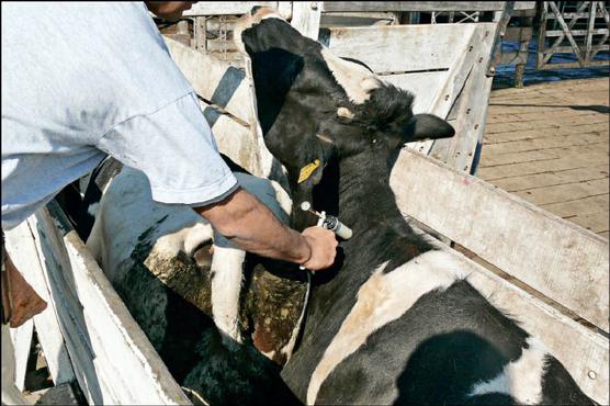 Primera campaña anual de vacunación contra la fiebre aftosa en Tucumán y Santiago del Estero