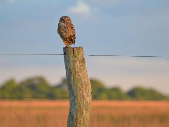 Aves en Argentina