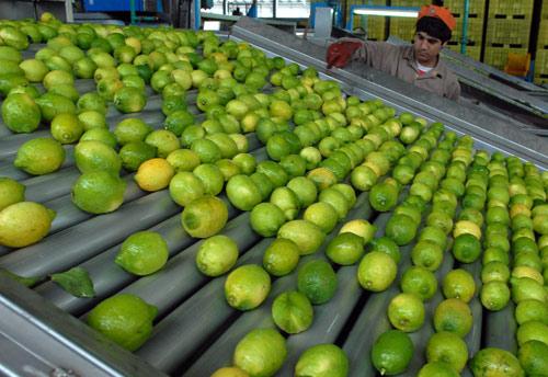 Expectativa por el ingreso de limones a Estados Unidos