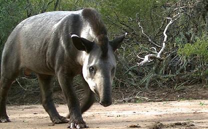 Tapir