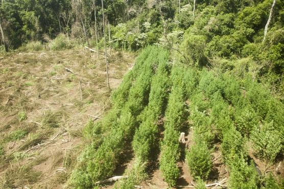 Una de las tantas plantaciones decomisadas