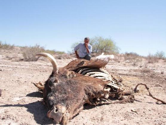 Muerte de animales