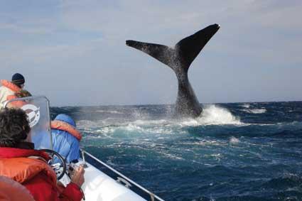 Ballenas