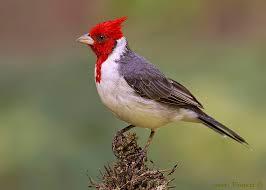 Cardenal