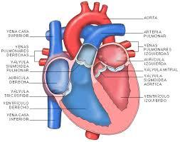 Corazón