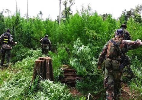 Marihuana decomisada en Paraguay