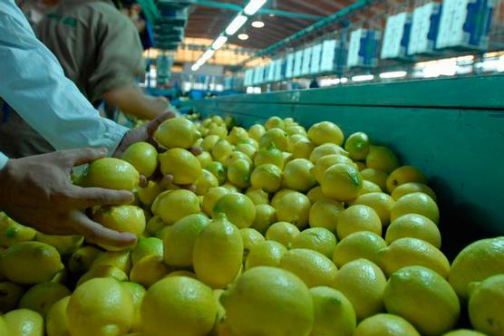 Menos limones que el año pasado