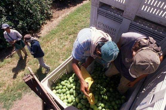 Cosecha limón