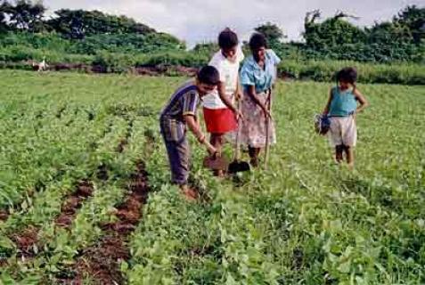 La familia produce alimentos en el campo boliviano