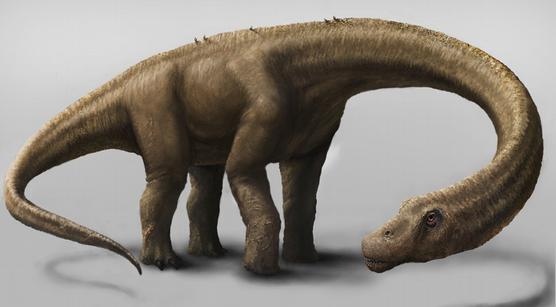 DREADNOUGHTUS SCHRAN