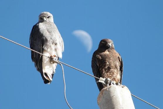 Pájaros en Horco Molle