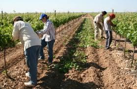 Trabajadores rurales