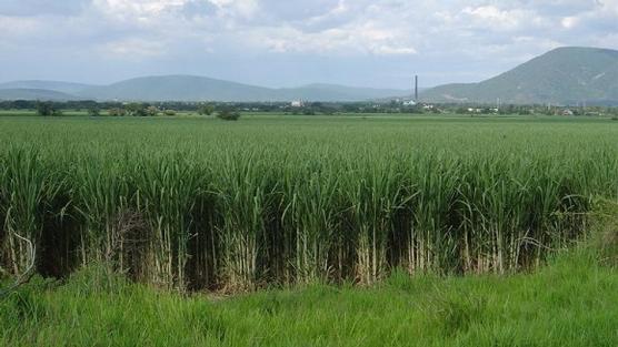 Caña de azúcar