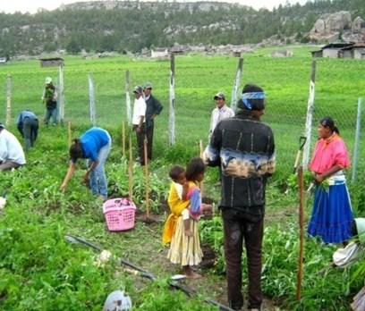 Tarahumaras trabajando la tierra 