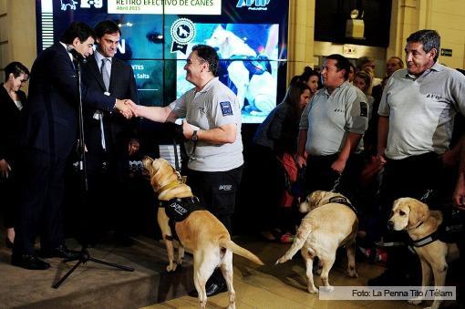 Perros jubilados