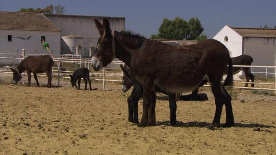 Burros de criaderos en Brasil