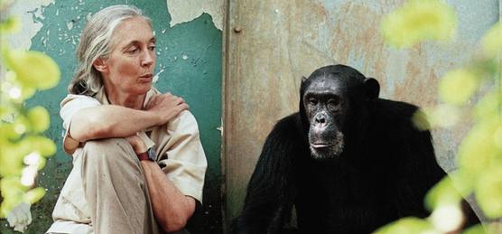 Jane Goodall