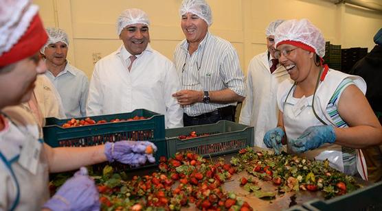 Manzur en la planta