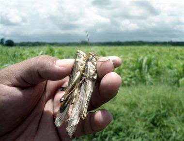 Las temibles langostas que destruyen plantaciones en la región NOA-NEA