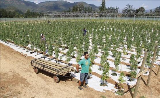 Sólo para uso medicinal