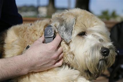 Un perro con señal telefonica