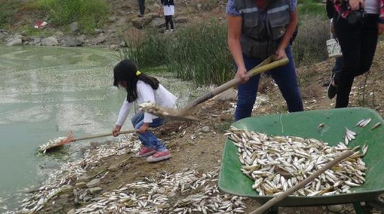 Peces muertos en la laguna Alalay