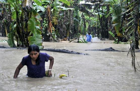 Dos personas recogen plátanos de una plantación inundada en Puerto Yumani, en el noreste de Bolivia