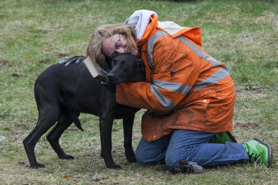 Los perros no disfrutan de los abrazos