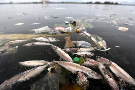 Chile se topó con el fenómeno de miles de salmones muertos.