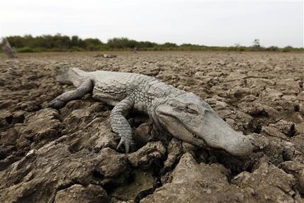 Los restos de un yacaré en un curso de río casi seco