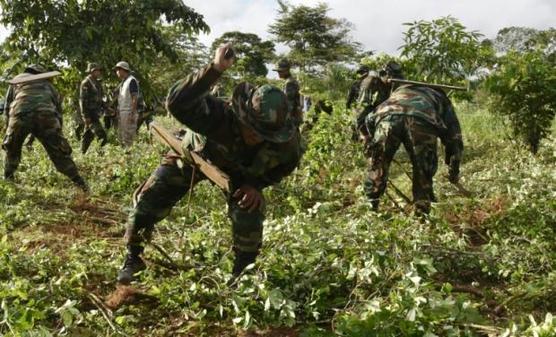 Solados bolivianos destruyen plantaciones de coca en Chimore 