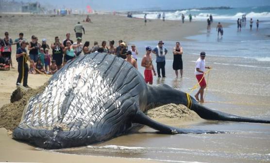 Guardavidas amarran una ballena encallada