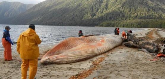 Parte de las ballenas muertas en las playas del sur