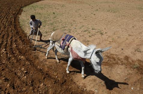 La FAO advierte sobre los productores rurales que viven en la pobreza en Latinoamérica. 