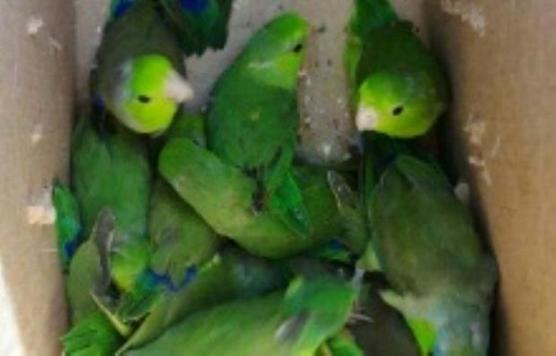 Loros capturados ilegalmente a la venta en un mercado de Trujillo, en Perú