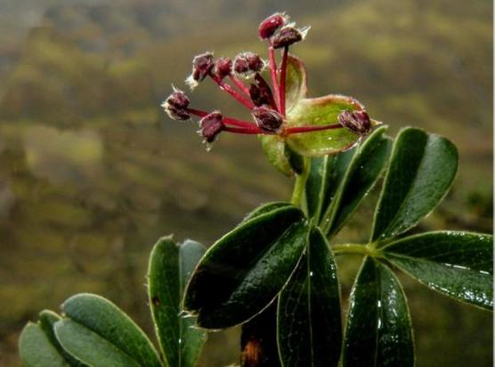 La inhua, una de las especies descubiertas en Perú