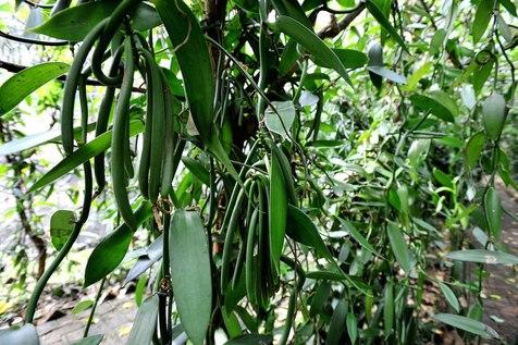 Una planta de vainilla en estado natural, a riesgo de desaparecer