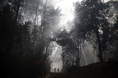 75% del agua de los bosques es buena para el planeta