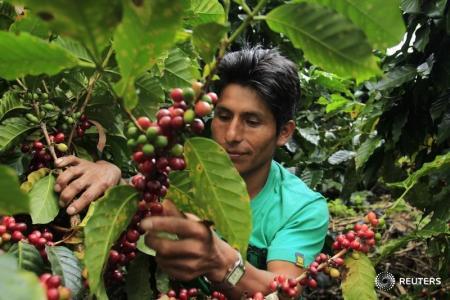 Cosecha de café en la zona de Villa Rica