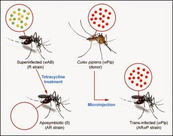 El afiche de la campaña por la Wolbachia 