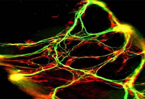 Una teoría general sobre mecanismos del cerebro