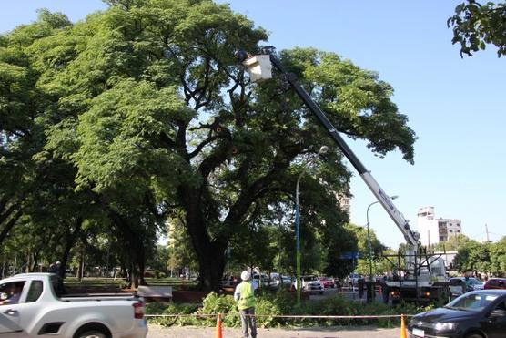 Poda de arboles en plaza Alberdi