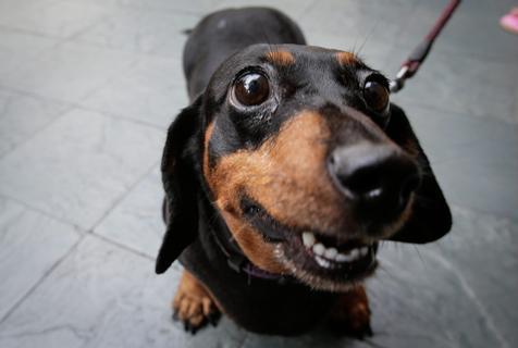 Los perros tienen memoria episódica